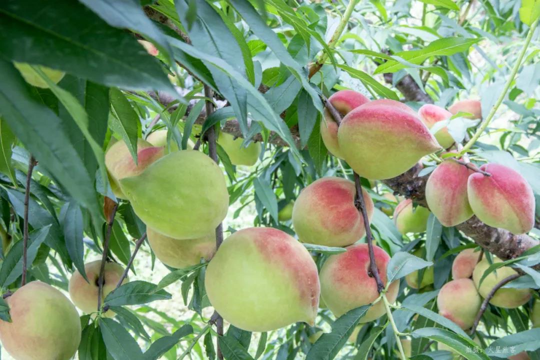 亲农好物｜翁源鹰嘴桃，好吃“桃”不掉！