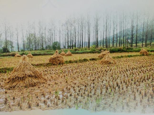 肥土不废，沃土“搬场”