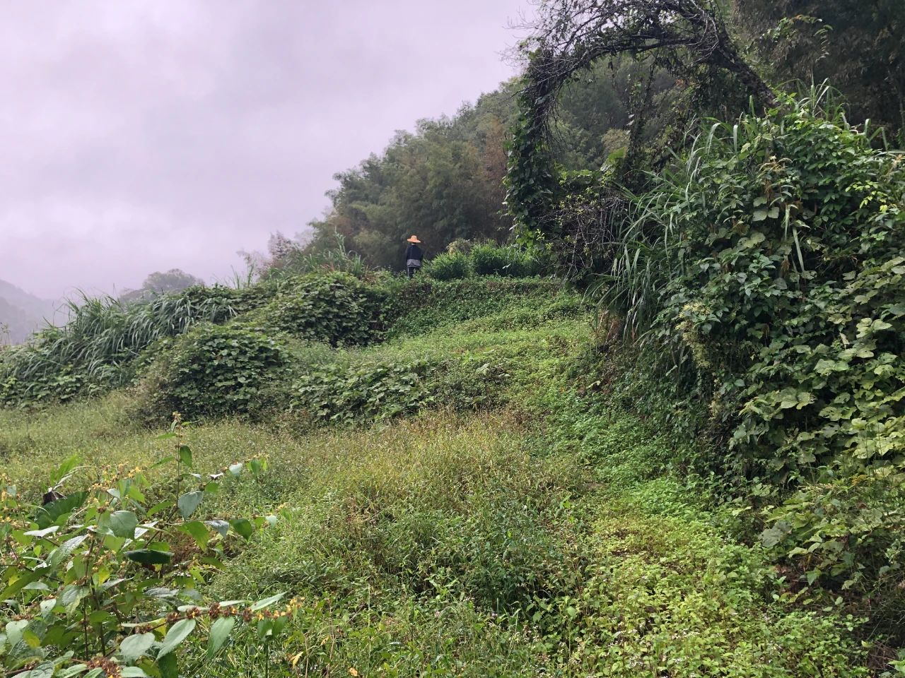 人生就是搏规划 | 我司地皮整治项目二次荣登央视，荒地变良田，智绘好丰景